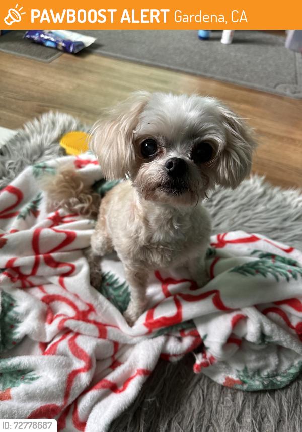 Found/Stray Unknown Dog last seen 168th street and 168th place Gardena ca , Gardena, CA 90247