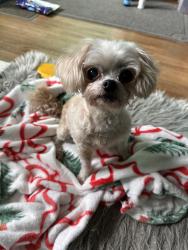 Found/Stray Unknown Dog last seen 168th street and 168th place Gardena ca , Gardena, CA 90247