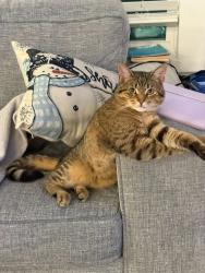 Lost Male Cat last seen Nw 11th st , Ocala , Ocala, FL 34482