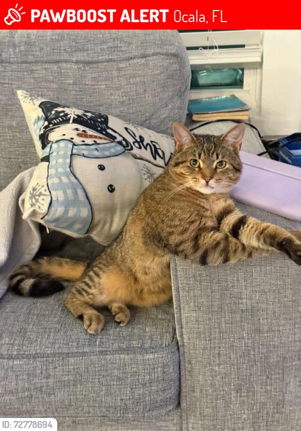 Lost Male Cat last seen Nw 11th st , Ocala , Ocala, FL 34482