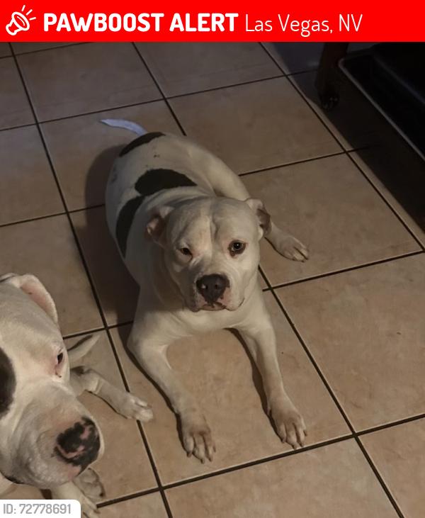 Lost Female Dog last seen Pecos and university , Las Vegas, NV 89121