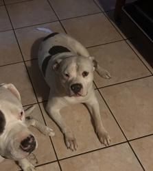 Lost Female Dog last seen Pecos and university , Las Vegas, NV 89121
