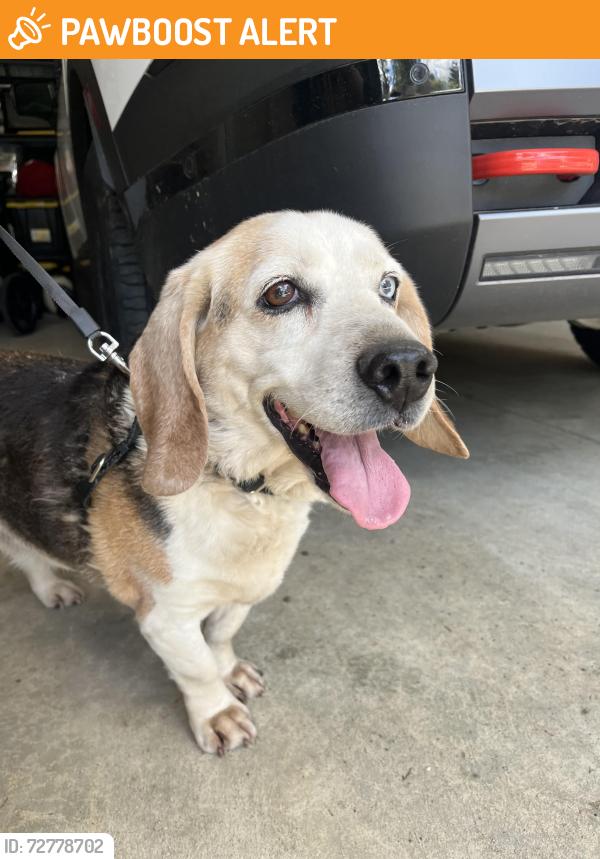 Found/Stray Female Dog last seen Kinney road sw and Delphi road sw, Thurston County, WA 98512