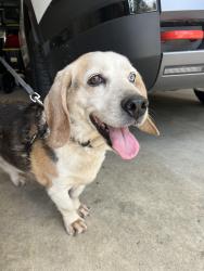 Found/Stray Female Dog last seen Kinney road sw and Delphi road sw, Thurston County, WA 98512
