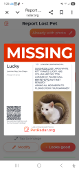 Lost Male Cat last seen Laramie Way, San Diego, CA 92120
