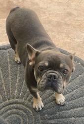 Lost Male Dog last seen Horseshoe rd oakdale, Stanislaus County, CA 95361