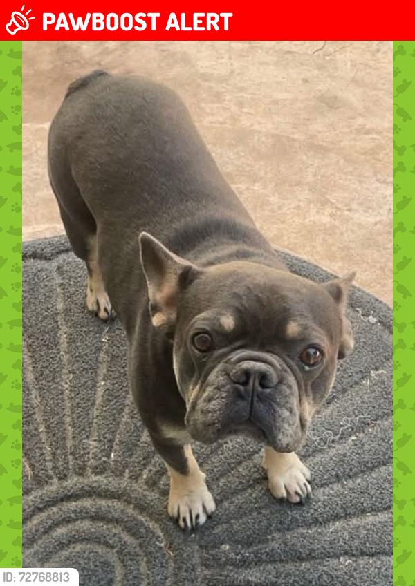 Lost Male Dog last seen Horseshoe rd oakdale, Stanislaus County, CA 95361