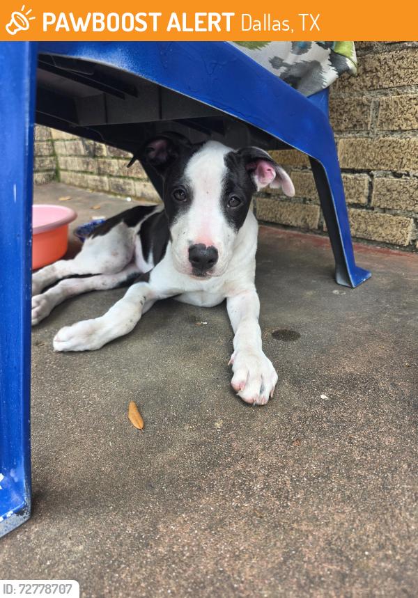 Found/Stray Male Dog last seen South Dallas between Metropolitan Ave and Pine St. Near Malcolm X, Dallas, TX 75215