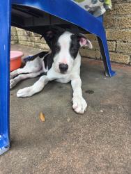 Found/Stray Male Dog last seen South Dallas between Metropolitan Ave and Pine St. Near Malcolm X, Dallas, TX 75215