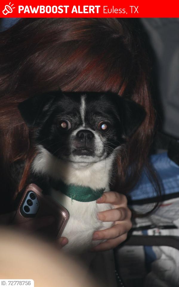 Lost Male Dog last seen Greenbriar Drive Euless Texas, Euless, TX 76040
