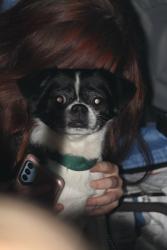 Lost Male Dog last seen Greenbriar Drive Euless Texas, Euless, TX 76040
