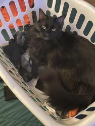 Lost Female Cat last seen Ina and Mona Lisa Rd, Tucson, AZ 85741