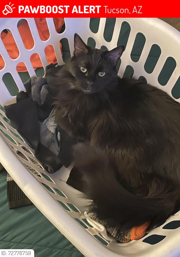 Lost Female Cat last seen Ina and Mona Lisa Rd, Tucson, AZ 85741