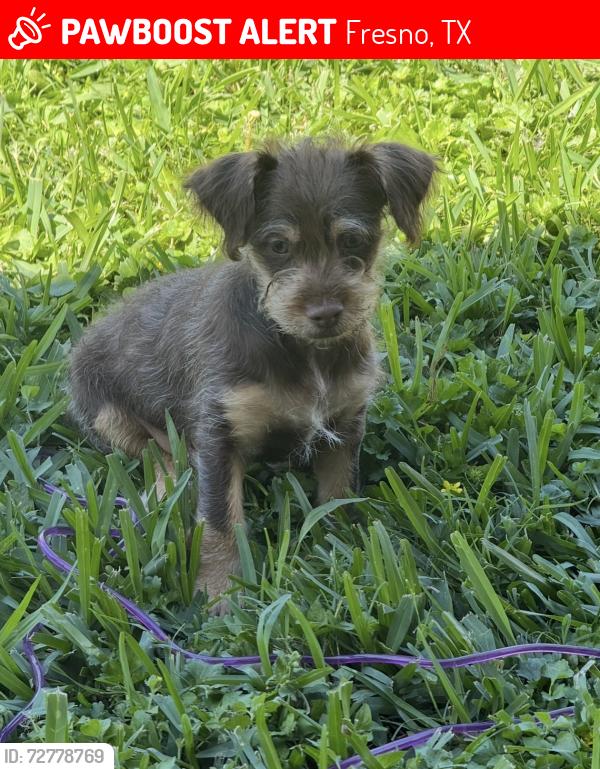Lost Male Dog last seen Hwy 6, Fresno, TX 77545