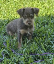 Lost Male Dog last seen Hwy 6, Fresno, TX 77545
