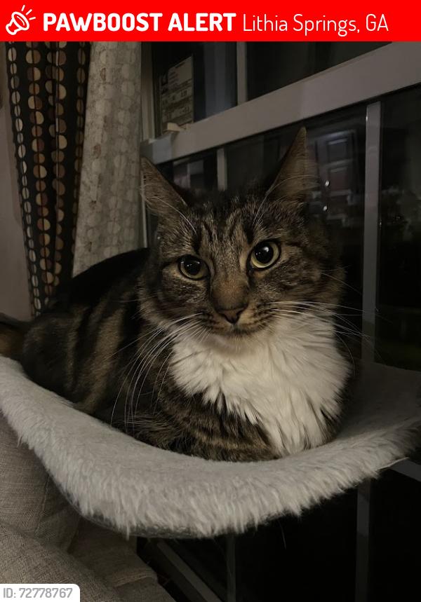 Lost Male Cat last seen mt. Vernon rd, skyview dr, Lithia Springs, GA 30122