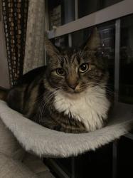 Lost Male Cat last seen mt. Vernon rd, skyview dr, Lithia Springs, GA 30122