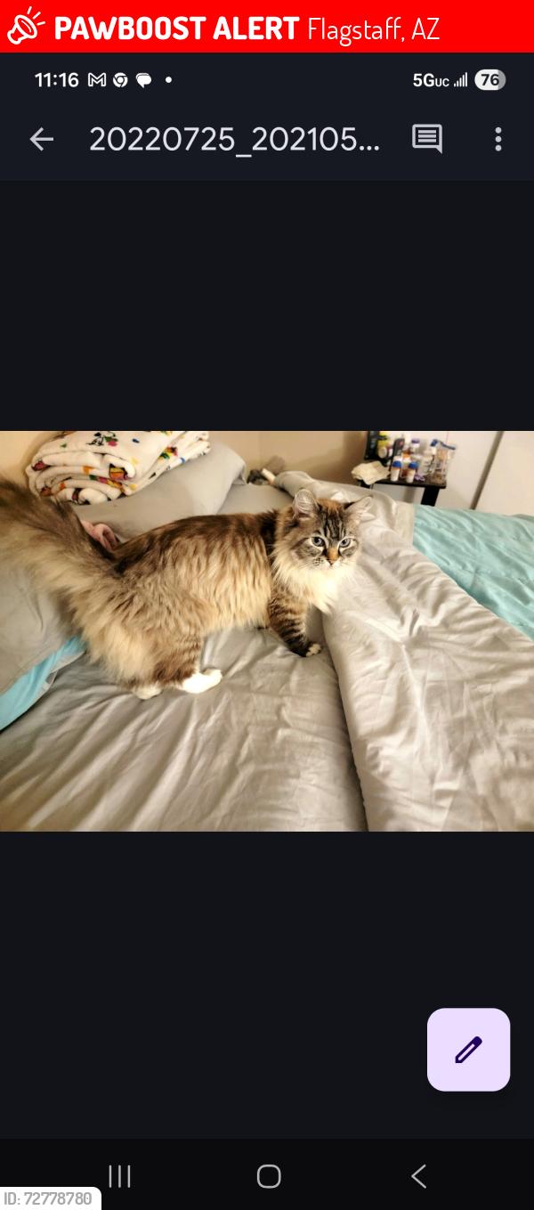 Lost Female Cat last seen University Ave, Flagstaff, AZ 86001