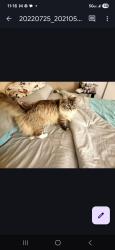 Lost Female Cat last seen University Ave, Flagstaff, AZ 86001