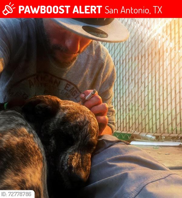 Lost Female Dog last seen leopn valley public library, San Antonio, TX 78238
