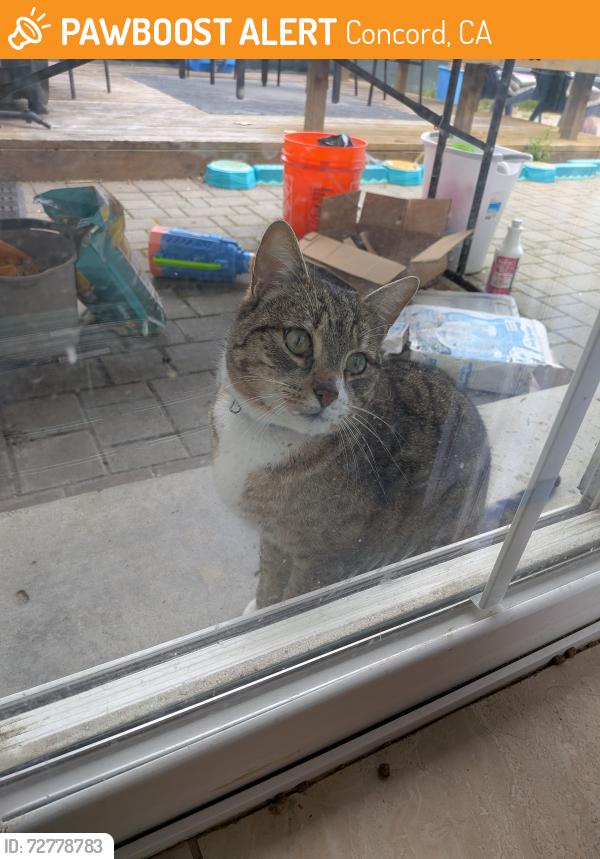 Found/Stray Male Cat last seen Rogers Rd, Concord, CA 94519