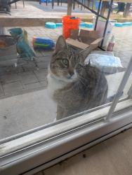 Found/Stray Male Cat last seen Rogers Rd, Concord, CA 94519