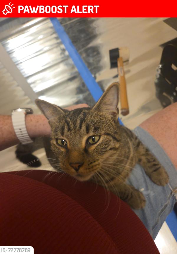 Lost Male Cat last seen Near Evening Oaks Ln, Green Cove Springs, FL 32043