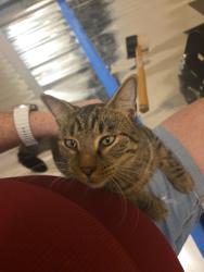 Lost Male Cat last seen Near Evening Oaks Ln, Green Cove Springs, FL 32043