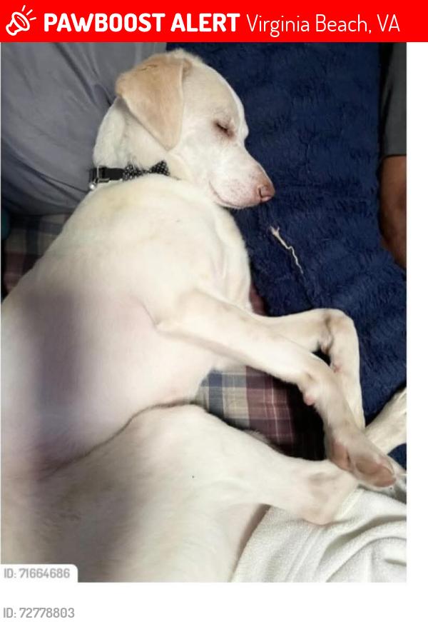 Lost Male Dog last seen Near S Independence boulevard , Virginia Beach, VA 23453