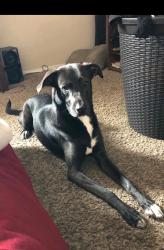 Lost Female Dog last seen Great Southwest Pkwy and Claremont, Grand Prairie, TX 75052