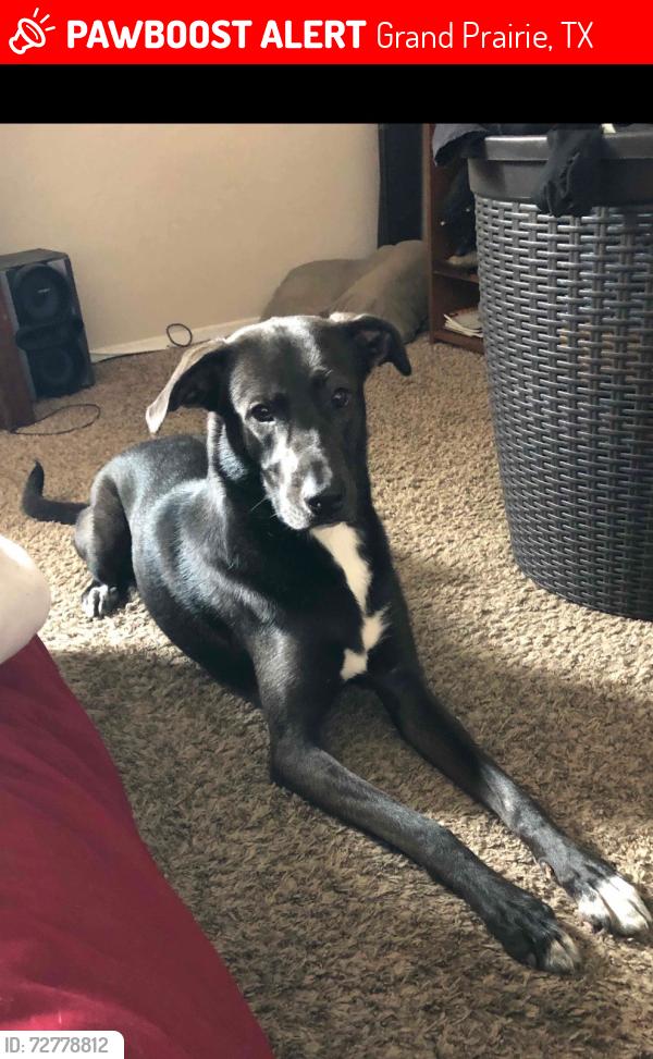Lost Female Dog last seen Great Southwest Pkwy and Claremont, Grand Prairie, TX 75052