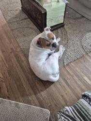 Found/Stray Male Dog last seen Shepherd rd, Saint Paul, MN 55102
