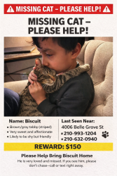 Lost Male Cat last seen Across Howsman Elementary , San Antonio, TX 78230