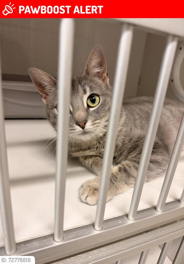Lost Female Cat last seen Vichy springs , Mendocino County, CA 95482