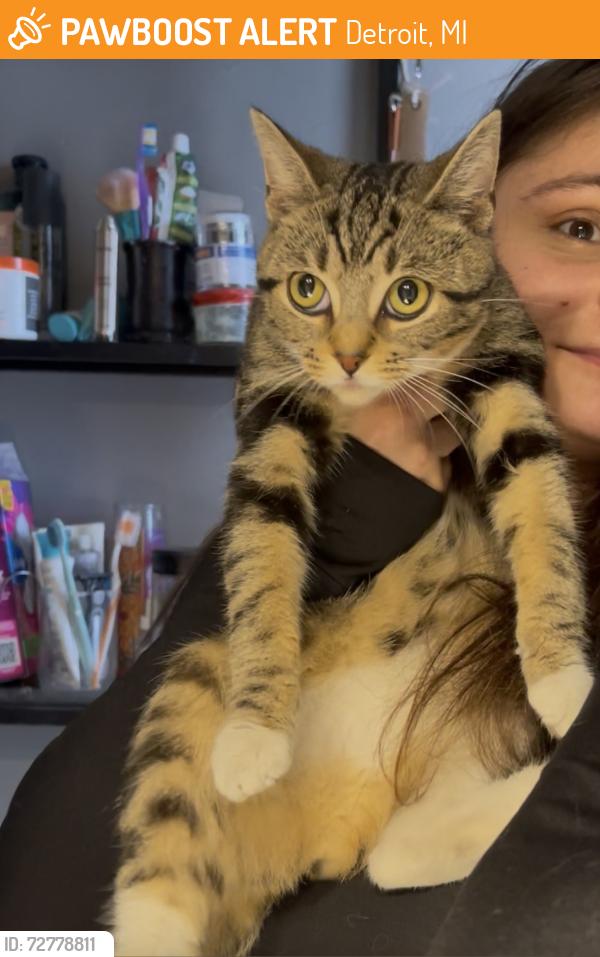 Found/Stray Female Cat last seen Dutch fir 7 mile and Woodward , Detroit, MI 48203
