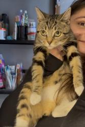 Found/Stray Female Cat last seen Dutch fir 7 mile and Woodward , Detroit, MI 48203