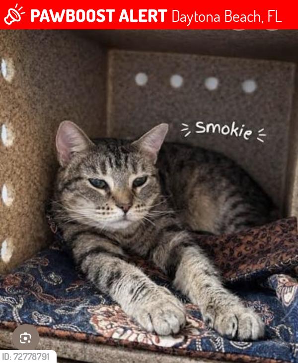 Lost Female Cat last seen The bradley daytona apmts/lpga blvd, Daytona Beach, FL 32117