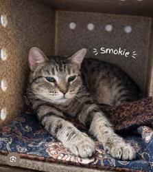 Lost Female Cat last seen The bradley daytona apmts/lpga blvd, Daytona Beach, FL 32117