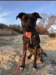 Lost Female Dog last seen Near Ava court dr , Fort Worth, TX 76112