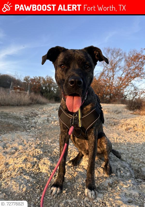 Lost Female Dog last seen Near Ava court dr , Fort Worth, TX 76112