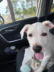 Found/Stray Male Dog last seen Harrison Family YMCA, Nashville, NC 27856