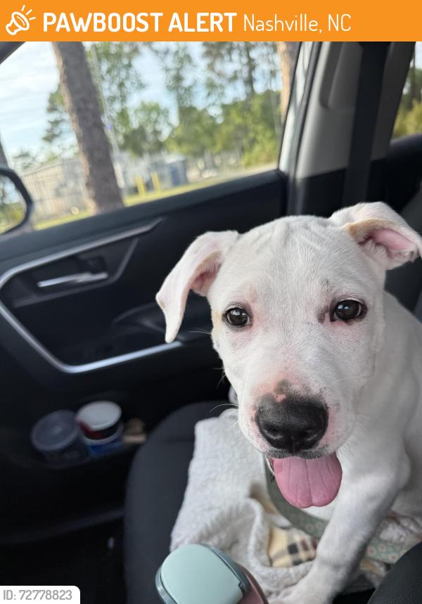 Found/Stray Male Dog last seen Harrison Family YMCA, Nashville, NC 27856