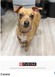 Lost Female Dog last seen Washington and rose, Escondido, CA 92027