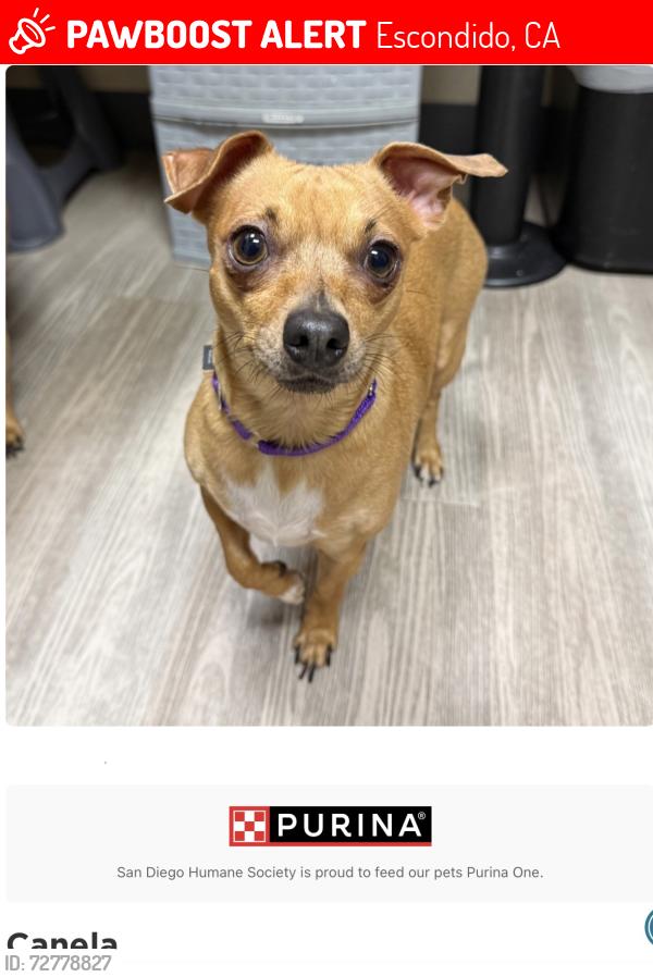 Lost Female Dog last seen Washington and rose, Escondido, CA 92027