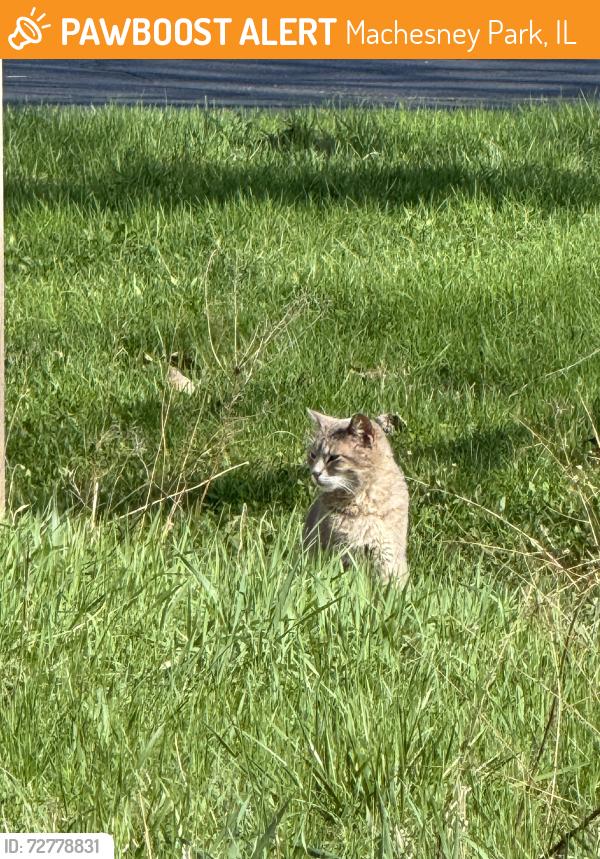 Found/Stray Unknown Cat last seen Near product dr, Machesney Park, IL 61115