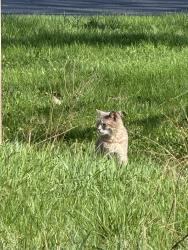 Found/Stray Unknown Cat last seen Near product dr, Machesney Park, IL 61115