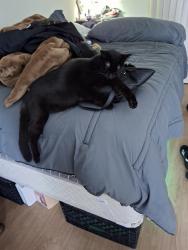Lost Female Cat last seen Minnesota rd and Ontario st, Corona, CA 92881