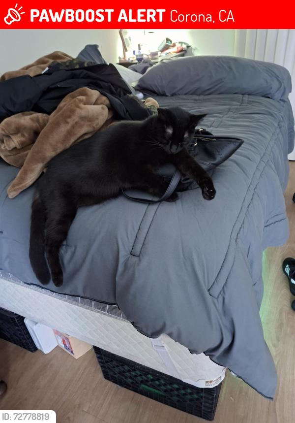 Lost Female Cat last seen Minnesota rd and Ontario st, Corona, CA 92881