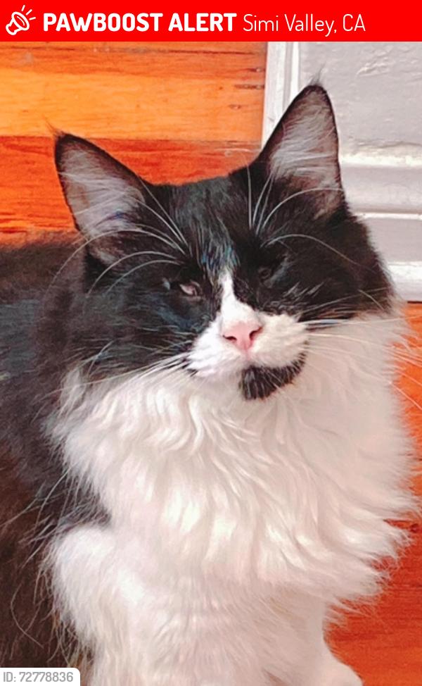 Lost Female Cat last seen  Castlewood Ln, Simi Valley, CA, 93065, Simi Valley, CA 93065