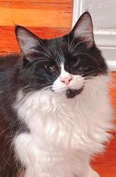 Lost Female Cat last seen  Castlewood Ln, Simi Valley, CA, 93065, Simi Valley, CA 93065